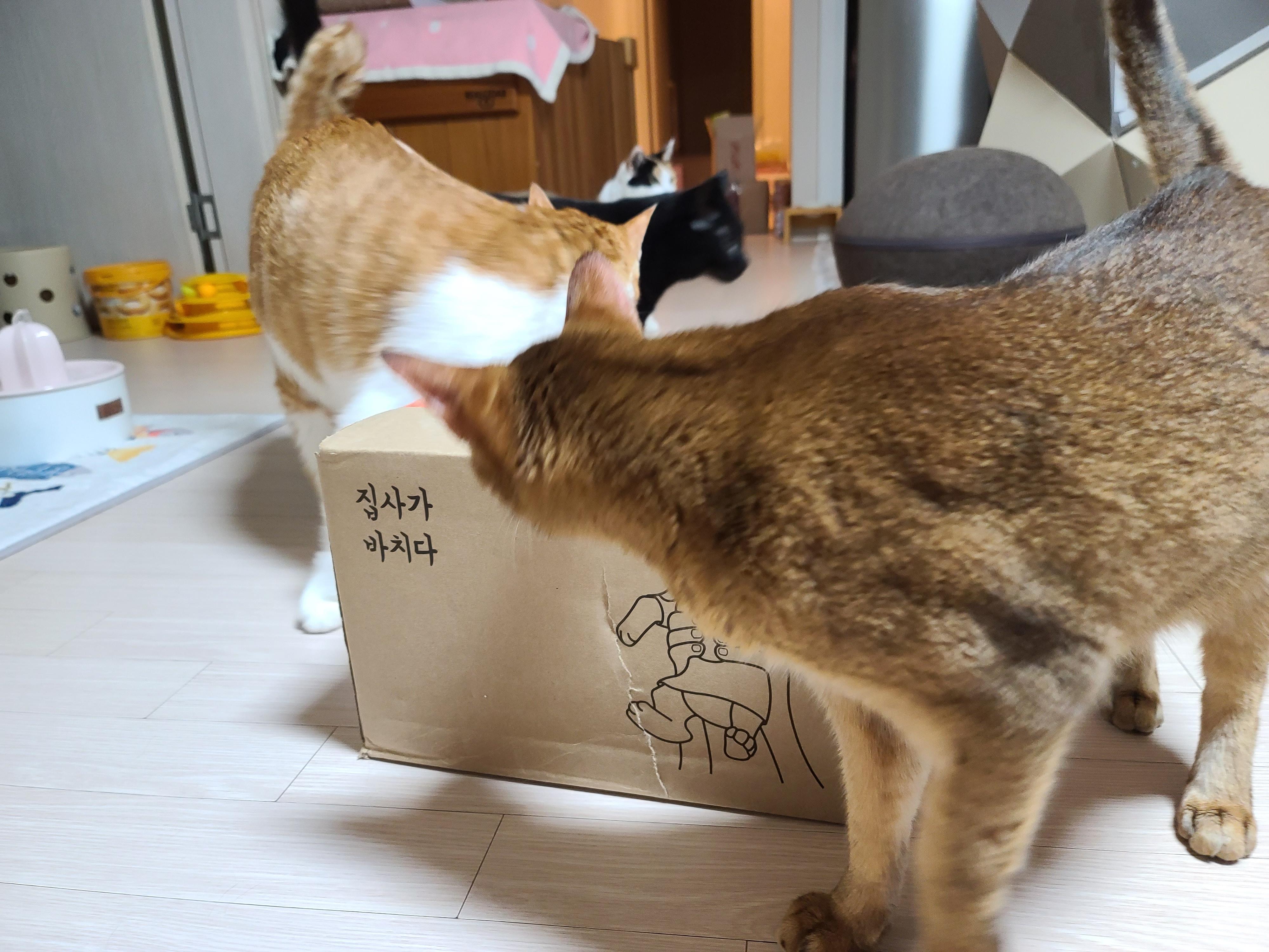 아이들의 간식꾸러미가 도착했다! 고양이들 여름나기 간식 구비 완료!