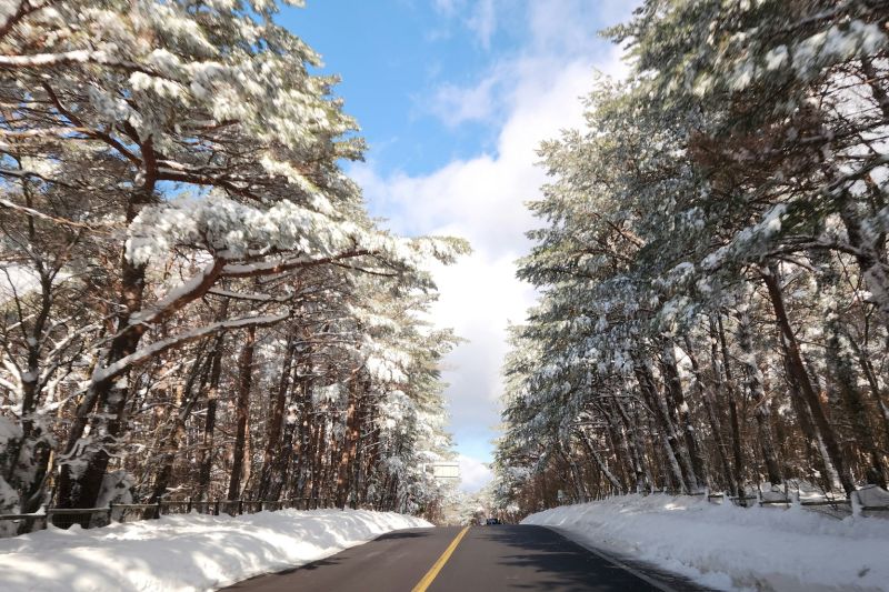 파란 하늘 아래 눈꽃이 만개한 제주 1100고지 드라이브 코스 전경