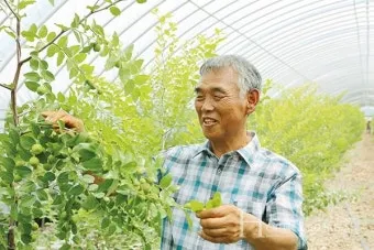 대추 재배 개화기 관리 봉지 씌우기 열매 터짐 예방_3
