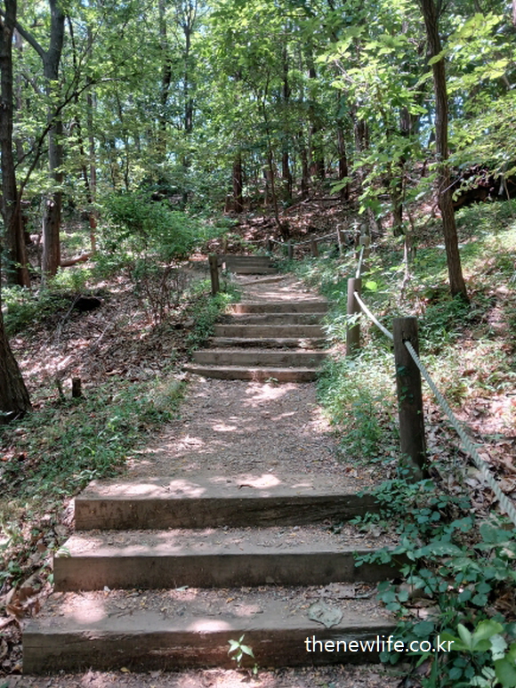 Wooden stairs with rope rail in a forest &ndash; ideal for fat-burning stair exercis-숲길에 설치된 로프 난간 계단 &ndash; 지방 연소에 효과적인 계단오르기 운동에 적합한 코스