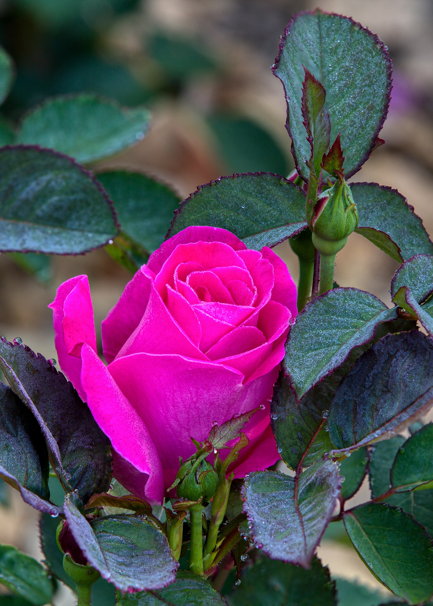 올림픽공원 장미축제 - 26
