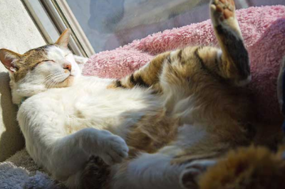 거세 후 고양이의 이미지 이미지