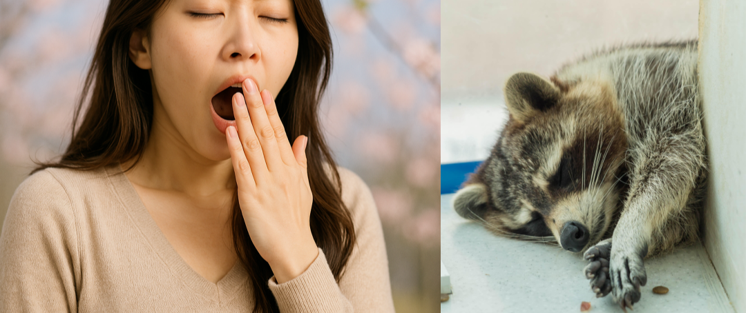 자율 신경계의 변화로 봄철 나른하고 피곤해 하품하거나 잠든 사람과 동물, 돔철 나른함 이미지