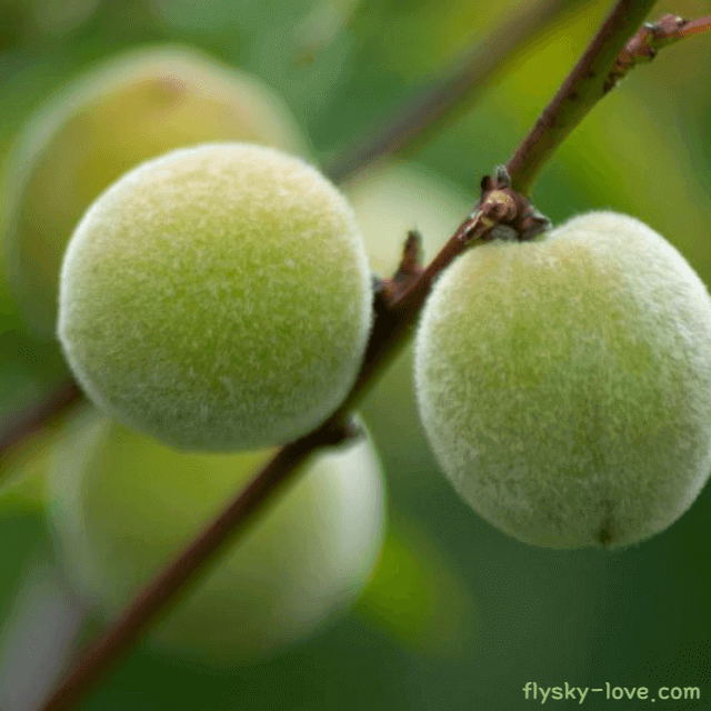 다이어트에 효과적인 개복숭아