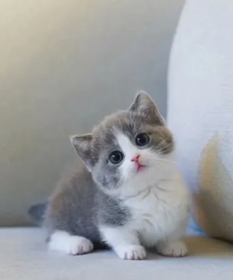 먼치킨 고양이 유전병_7