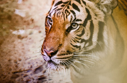 호랑이꿈 상황별 해몽