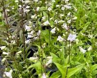 자엽 펜스테몬 이미지 사진