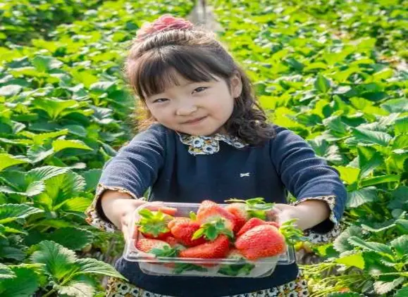 샹큼딸기네농장