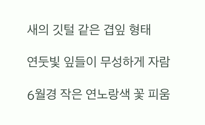 깃털처럼 생긴 귀여운 '잎'