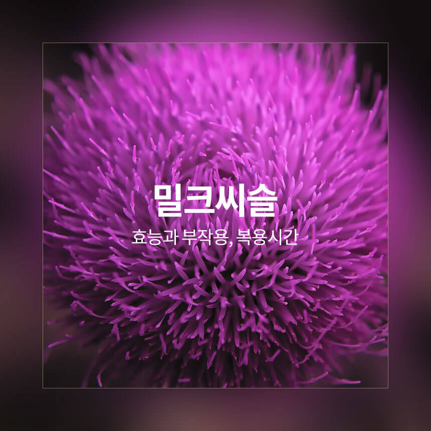 “밀크씨슬-효능과-부작용-복용시간”
