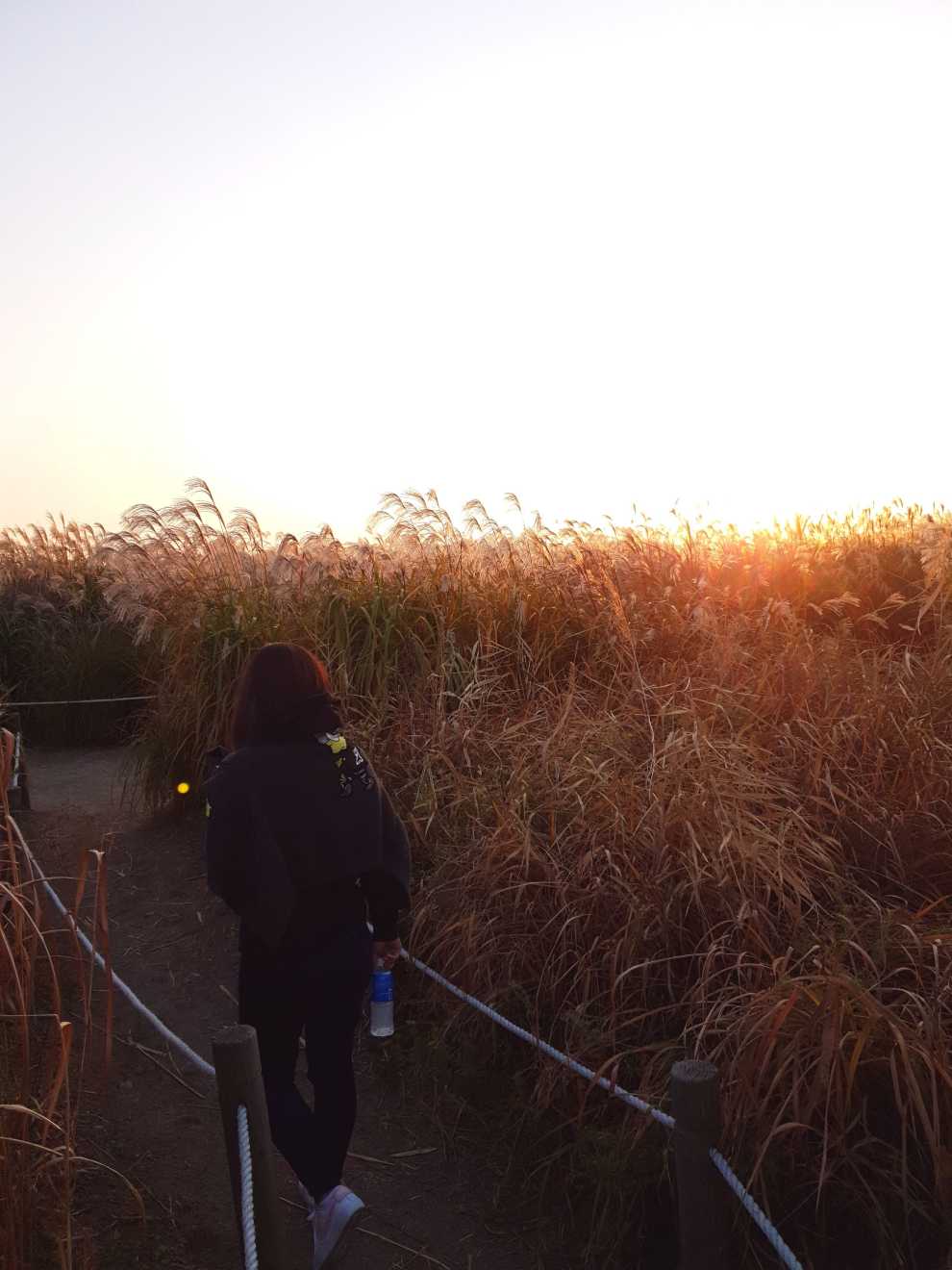 하늘공원억새축제