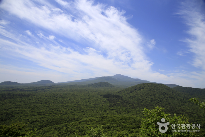 사려니숲 / 사진출처=한국관광공사
