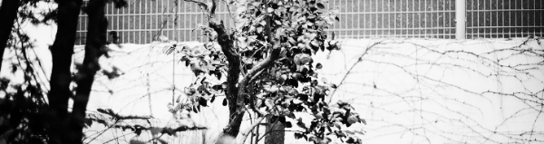 천리향 가지치기