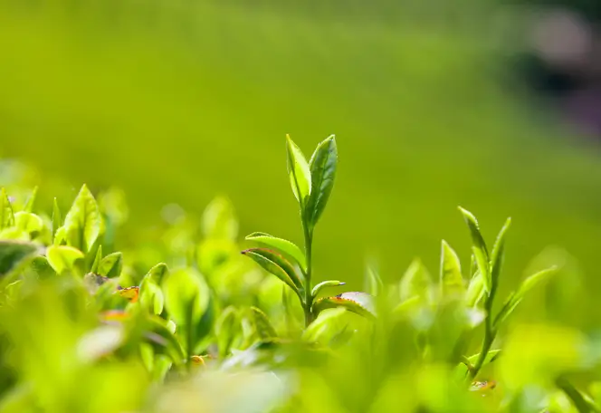 버닝올로지 디데이 원료 5