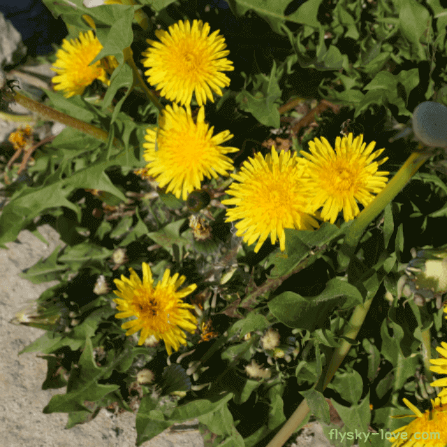 독소 배출에 효과적인 민들레