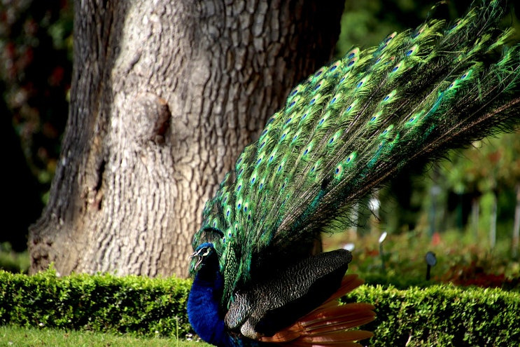 공작새 꿈 해몽