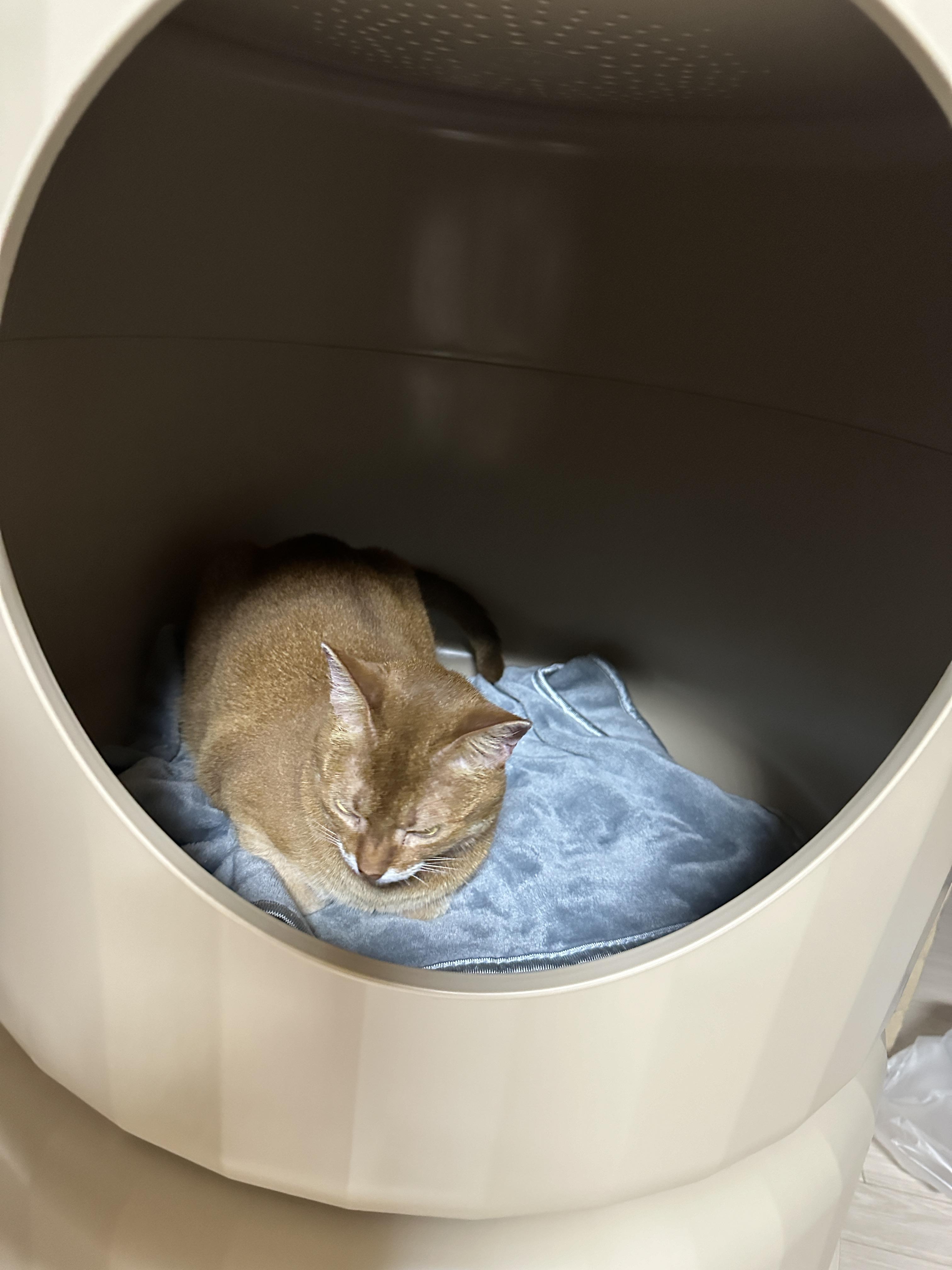 마카롱하우스_2층에_자리잡은_아비시니안_루나