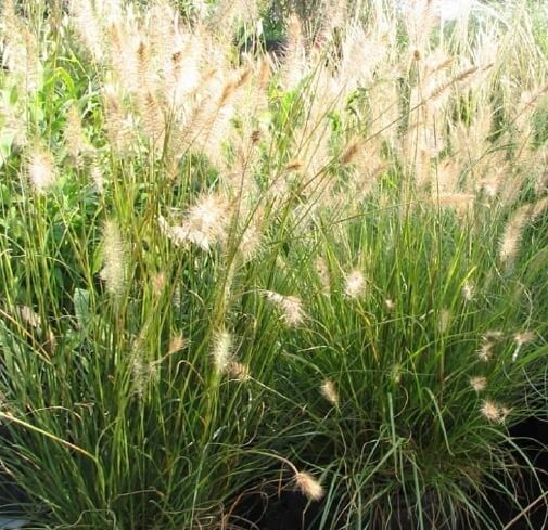 그라스 정원의 미학, 수크령 ‘리틀버니’