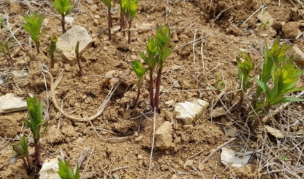 도라지 파종시기