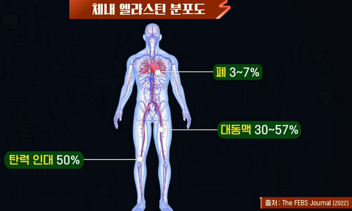 체내 엘라스틴 분포도