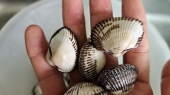 꼬막 효능 부작용