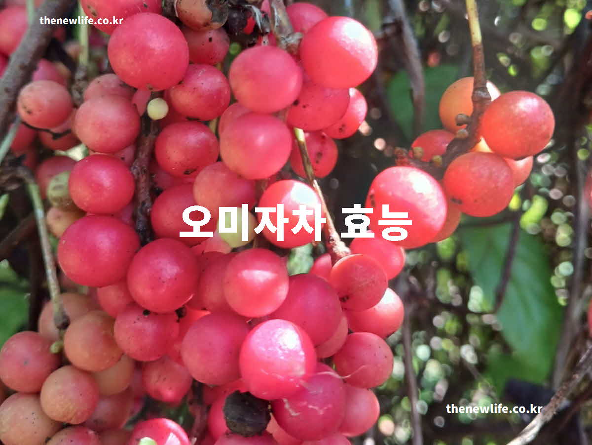 오미자차 효능 대표 실사진