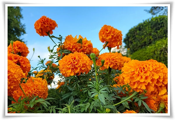 화초 "메리골드(금잔화)" 가을 정원에 황금빛 행복을 심어 보세요!