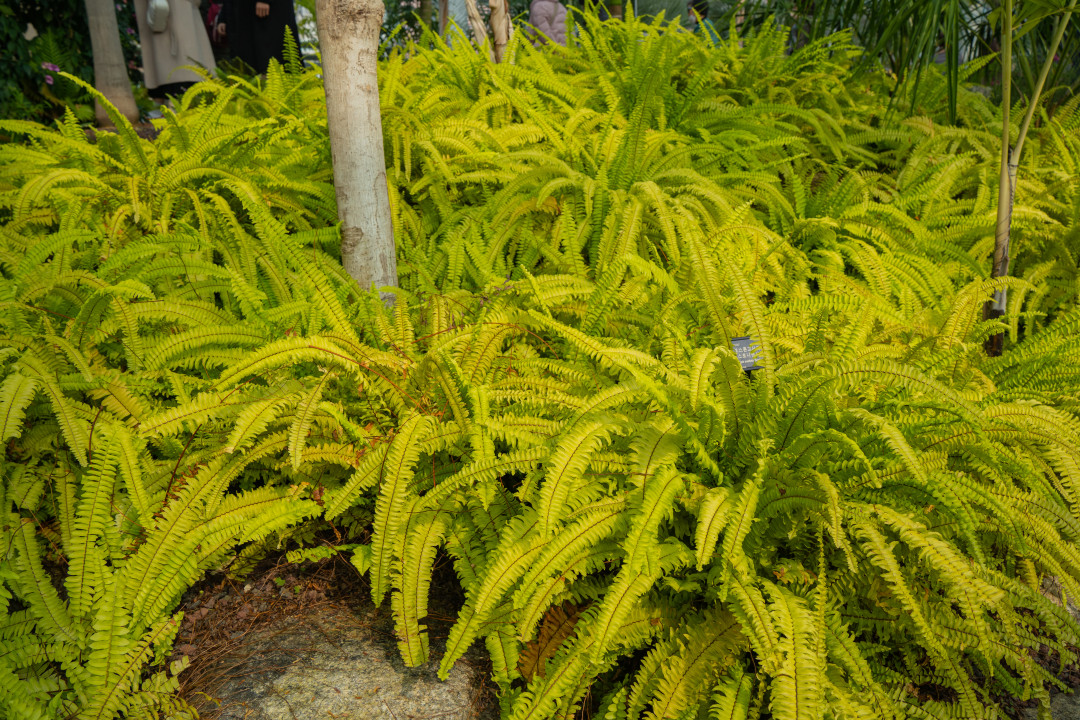 일월 수목원 식물