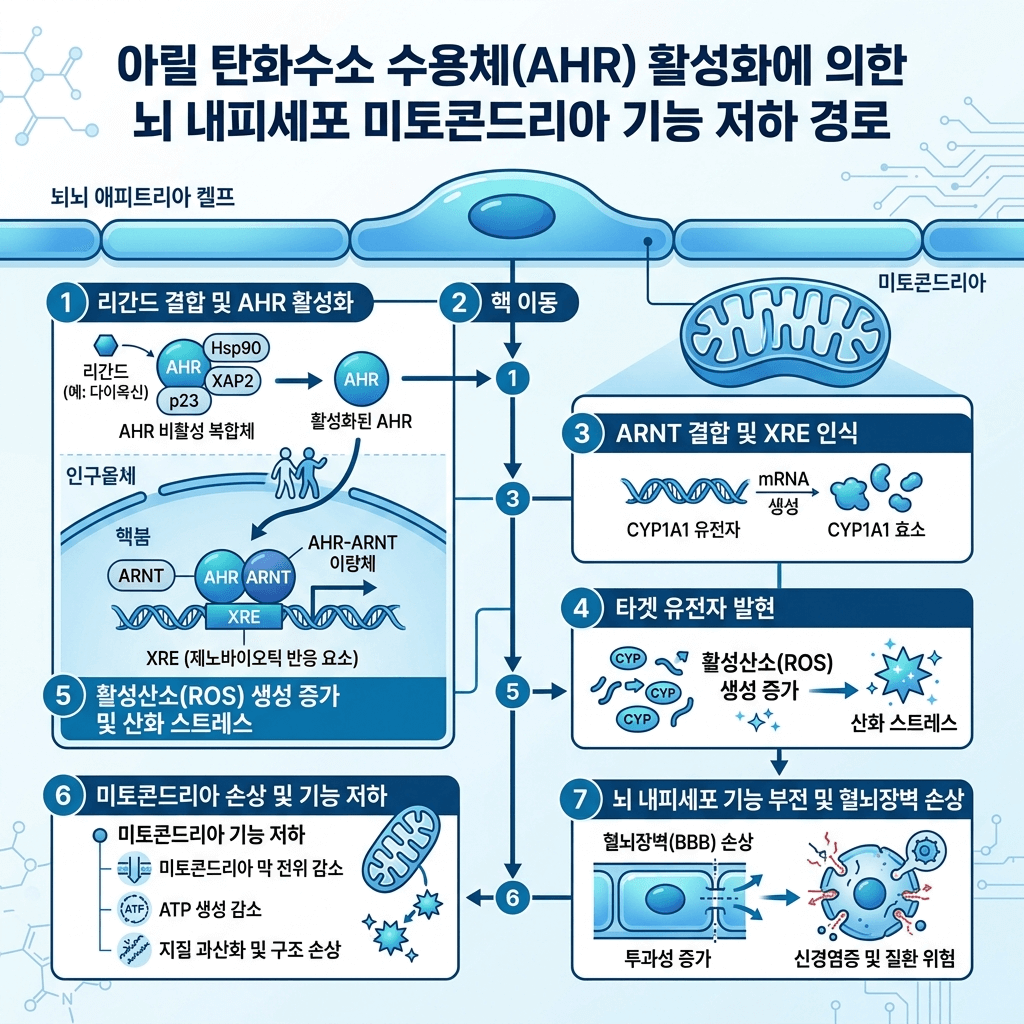 AHR 활성화와 미토콘드리아 기능 저하 기전 인포그래픽