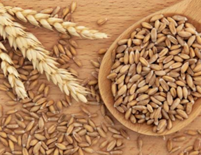 카무트 효소 부작용