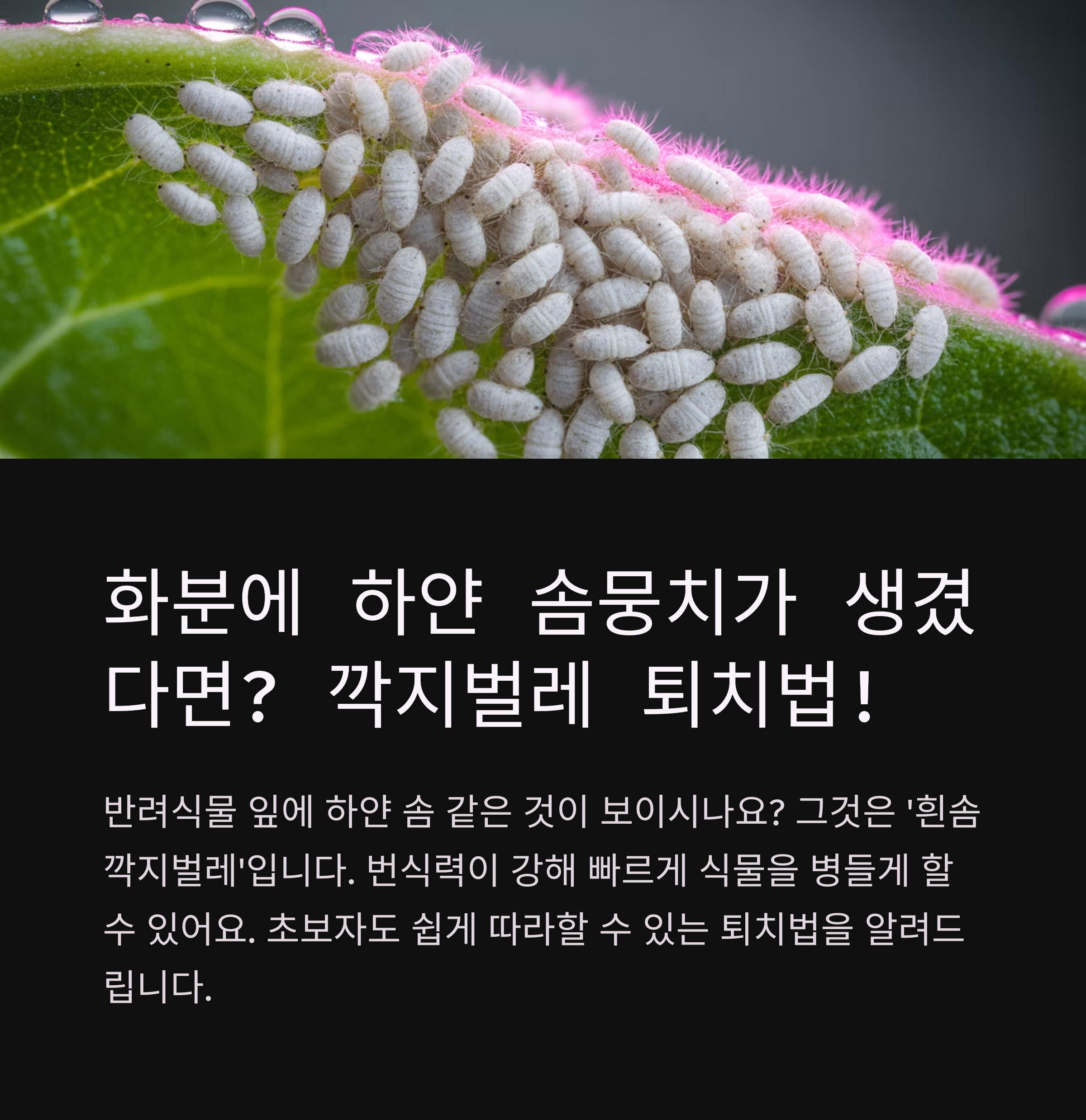 화분에 생긴 깍지벌레와 흰솜깍지벌레