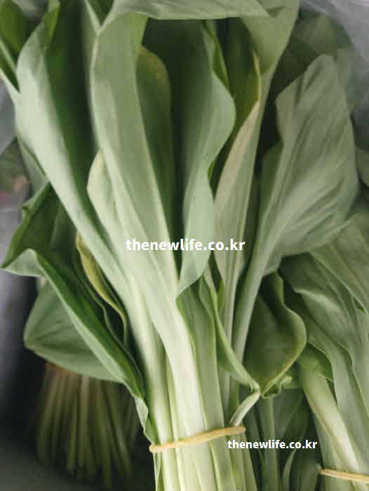 명이나물 효능 수확시기 요리