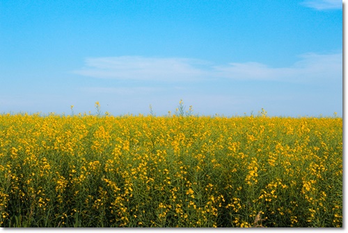 고창 청보리밭 축제 입장료 가는길 주차 