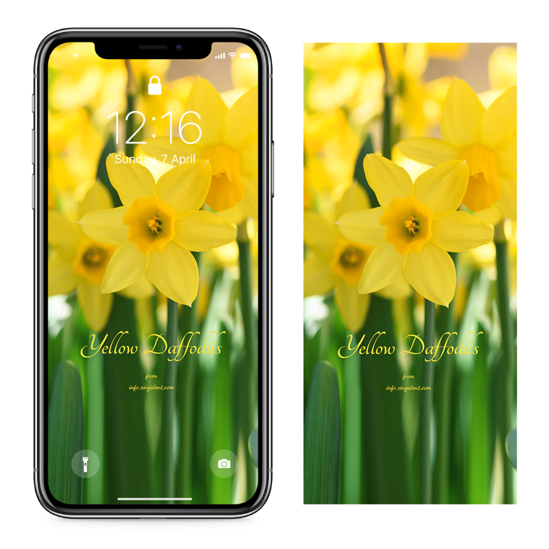 06 꽃밭에 수선화 클로즈업 C - Yellow Daffodils 아이폰봄배경화면