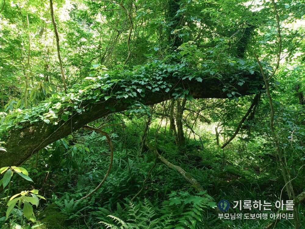 교래자연휴양림 넝쿨나무숲