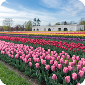 튤립이미지