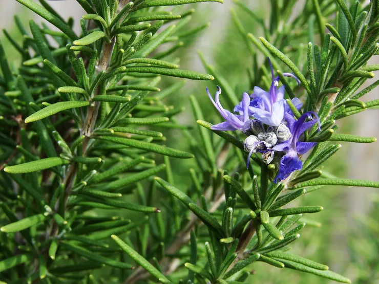 로즈마리(Rosemary)