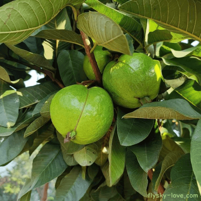 천연 감기약으로 알려진 열대과일 구아바