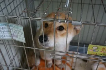 유기동물보호센터 갈 곳 잃은 천사들 희망 이야기_17