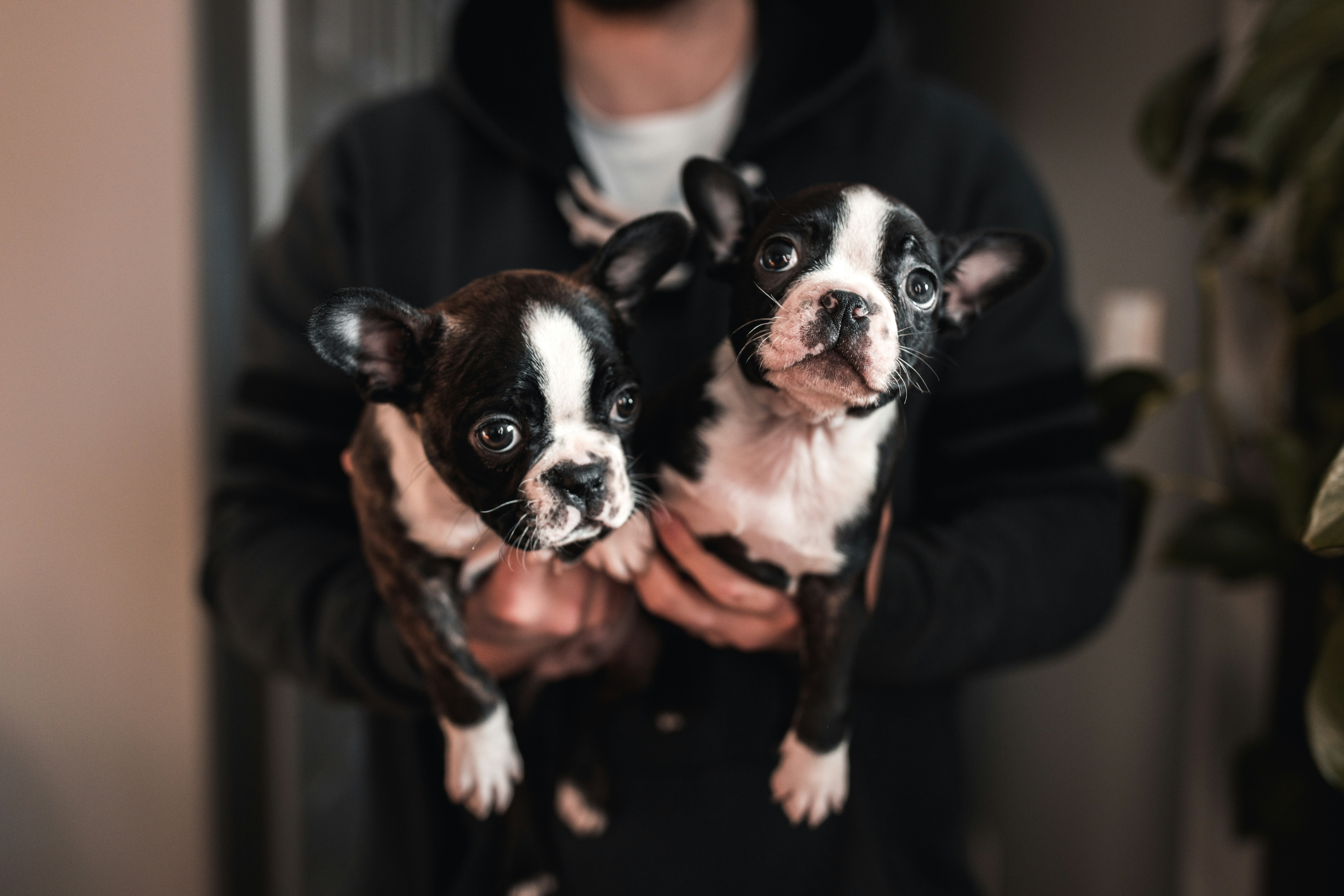 강아지와 즐거운 시간 보내기