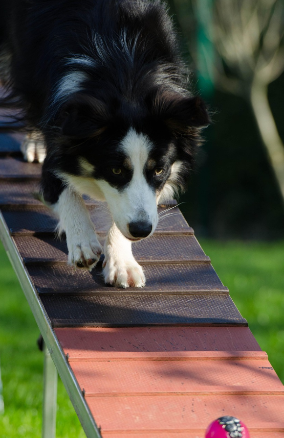 보더콜리 훈련 사진