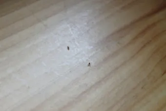 초파리 없애는 방법 효과 만점 초파리 트랩 만들기_10