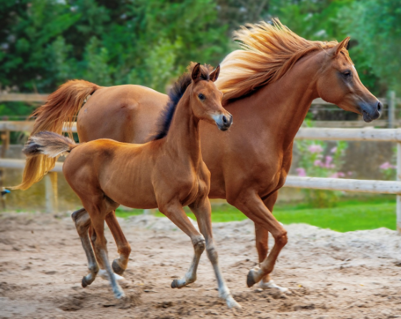 특정 동물을 주제로 한 축제 소개