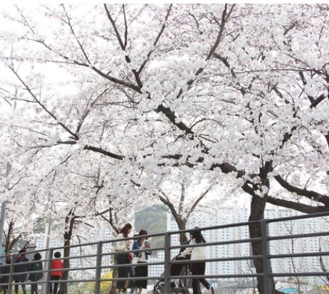 안양 벚꽃