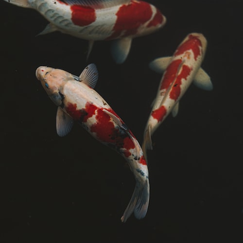 The Ultimate Guide to Setting Up a Fish Tank