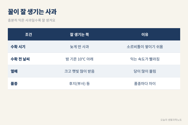 사과 속 꿀은 왜 유리처럼 투명할까? 빛을 막던 공기 틈이 소르비톨 물로 채워지는 원리와 꿀사과 보관법