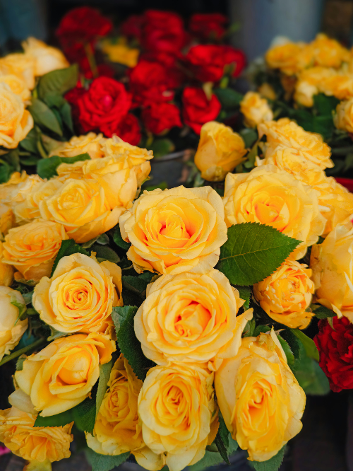 2025 전국 장미 축제 BEST 5