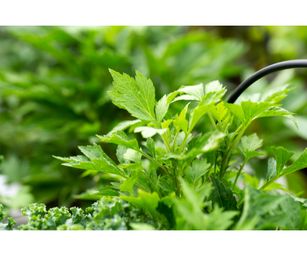 노화 예방에 좋은 봄나물 4가지와 섭취법