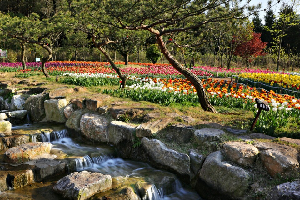 장흥 하늘빛수목원 튤립축제