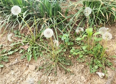 민들레 홀씨